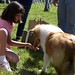 Collie Young Photo 7