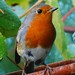 Robin Lima Photo 9