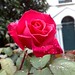 Queen Rose Photo 28