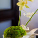 Laura Yee Photo 22