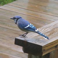 Debbie Slusser Photo 5