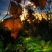David Demeter Photo 6