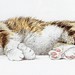 Tabitha Wilson Photo 23