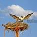 Steven Daugherty Photo 9
