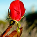 Robert Latham Photo 30