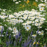 Deborah Brunner Photo 15
