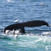 Christine Morton Photo 31