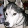Bobby Locke Photo 12
