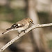 Robin Meehan Photo 17