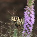 Judith Meadow Photo 10