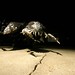 Clare Sullivan Photo 15
