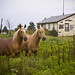 Lee Howe Photo 12