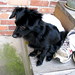 Dixie Smith Photo 20