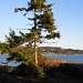 Tom Thompson Photo 14