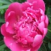 Bud Rich Photo 10
