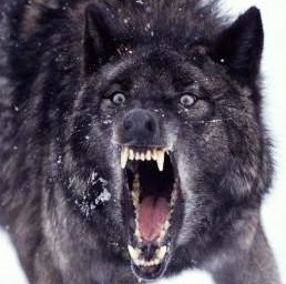 Jake Wolfe Photo 13