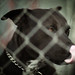 Rich Bull Photo 10