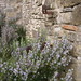 Rosemary Gallo Photo 15