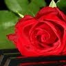 Rose Dean Photo 2