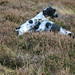 Heather Eagle Photo 4