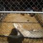 Kim Rhoades Photo 43