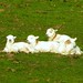 Ty Lamb Photo 14