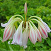Vincent Lily Photo 13