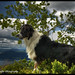 Michael Shepherd Photo 34