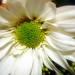 Flora Sparks Photo 9