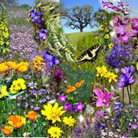 Linda Dailey Photo 25