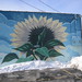 Dale Carter Photo 35