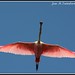Angel Rosado Photo 6