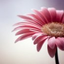 Herminia Gomez Photo 16