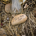 Debra Travis Photo 14