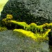 Valarie Green Photo 13
