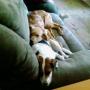 Rebecca Mcneil Photo 12