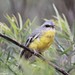 Robin Near Photo 8