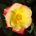 Susan Schneider Photo 39