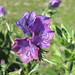 Jane Patterson Photo 36