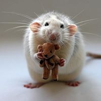 Linda Simonds Photo 10