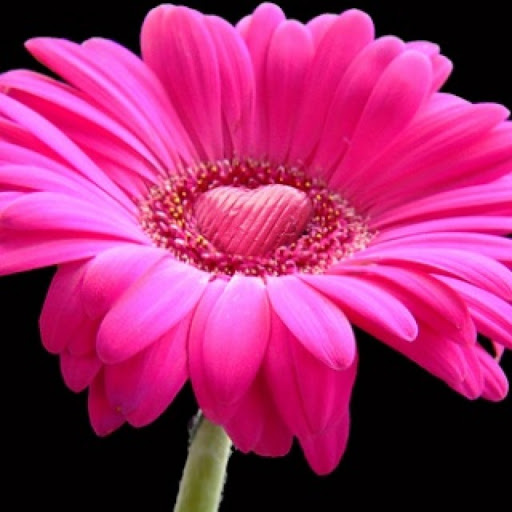 Debra Lucas Photo 39