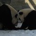 Mei Mei Photo 31