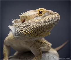 Jackson Davis Photo 40