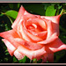 Nancy Peach Photo 18