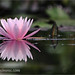Tommy Simms Photo 13