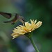 Sandy Skipper Photo 13