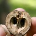 Cheryl Nut Photo 4