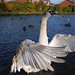 Wing Young Photo 8