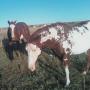 Heather Mccollum Photo 23