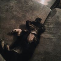 Ann Shumate Photo 15